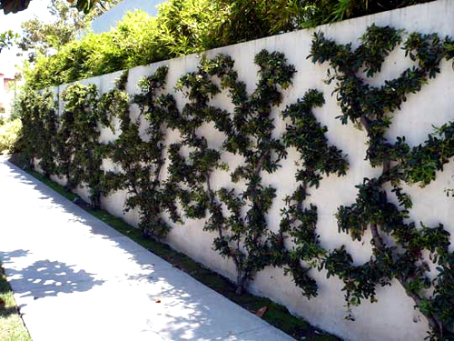 espalier 1